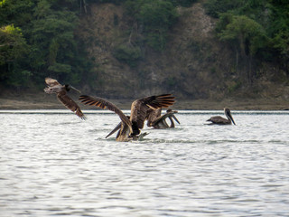 Pelicans swimming and flying near a beach