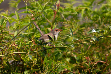 A female Superb Fairy-Wren sitting on a green branch