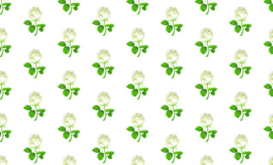 Vector pattern with white roses on a white background.