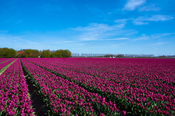 Naklejka na ściany i meble Tulip fields near Emmeloord in the Netherlands