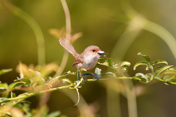 A female Superb Fairy-Wren sitting on a green branch