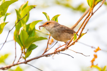 A female Superb Fairy-Wren sitting on a green branch