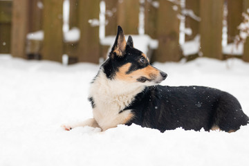 Black headed tri color Welsh Pembroke corgi, outside in a snowy winter scene. 