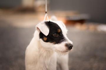Parson Russell Terrier Puppy Portrait