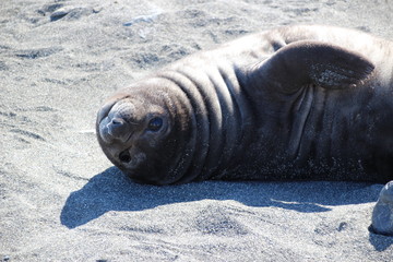 Seehundbaby in Südgeorgien, Antarktis am Strand liegend