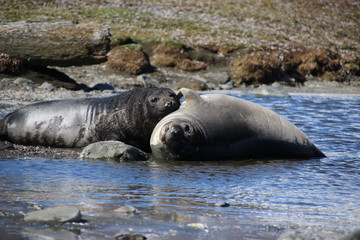 Seehunde und Pinguine in Südgeorgien