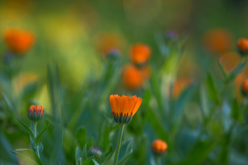 Bright summer background with growing flowers calendula, marigold.