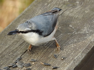 Nuthatch and seeds