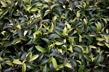 Cherry laurel plants (Prunus laurocerasus) in a garden