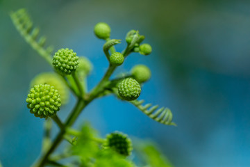 Spheres plant