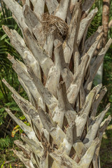 palm trunk texture