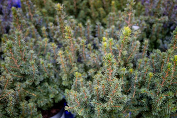 Sprig and cones of mountain pine. A photo can be used as a background image. Bright green color, interesting texture