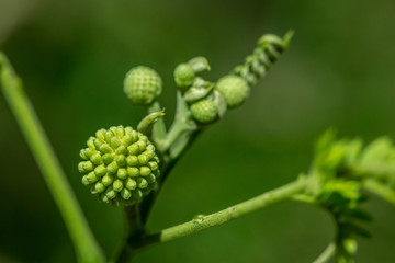 spheres plant detail