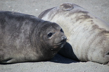 Naklejka premium Seehundbaby in Südgeorgien, Antarktis am Strand liegend