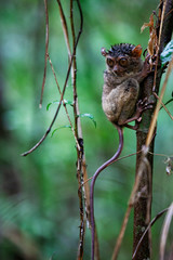 Tarsier (Tarsius Syrichta), the world's smallest primate in Bohol, Philippines