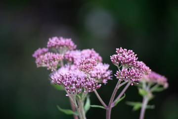 Eine meiner schönen Blumen