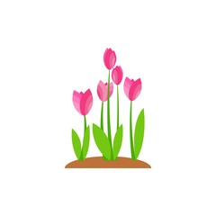 Summer and spring blossom forest and garden pink flowers isolated on white background. Nature springtime flower. Vector illustration