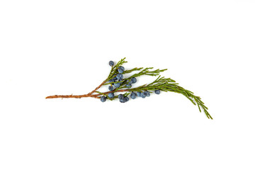 This green twig of thuja has blue berries and is isolated on a white background.