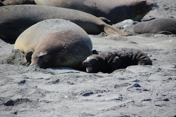 Seeelefant Baby und Mutter am Strand