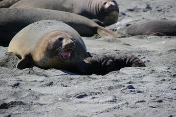 Seeelefant Baby und Mutter am Strand
