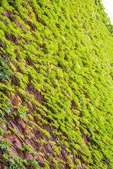 Green ivy growing on the side of a building