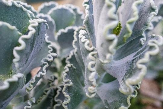 Close-up of Silver Crown leaves, also known as Silver Ruffles (Cotyledon undulate)