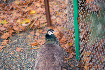 Green and blue peacock in a cage with orange fallen leaves in the background