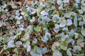 Close-up of dichondra silver falls leaves