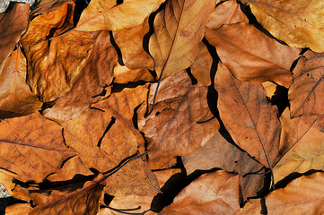Dry leaves