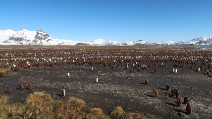 Riesige Pinguinkolonie in Südgeorgien - Königspinguine