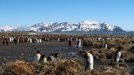 Riesige Pinguinkolonie in Südgeorgien - Königspinguine