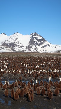 Riesige Pinguinkolonie in S&uuml;dgeorgien - K&ouml;nigspinguine