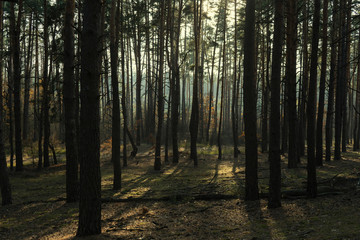 Fototapeta premium Nice autumn forest, evening in the forest