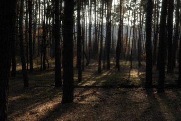 Spectacular view on the forest