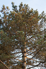 Fototapeta premium Pine tree in golden hour