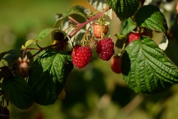 Ripe raspberries on plant