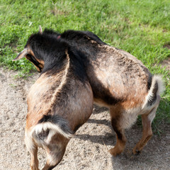Fototapeta premium Two goats butting heads in a green field