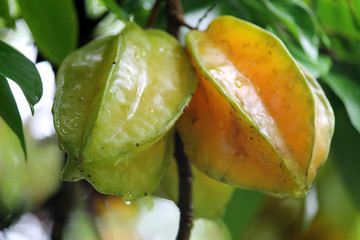 Star fruit or carambola fruit