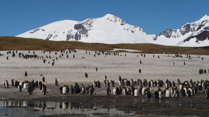 Riesige Pinguinkolonie in S&uuml;dgeorgien - K&ouml;nigspinguine