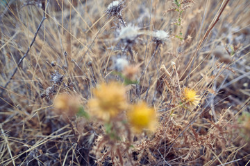  Mantis camouflaged. Granada, Spain
