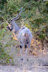 Kudu in Mana Pools National Park, Zimbabwe