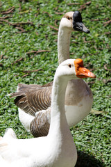 Two goose walking on nature
