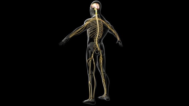 Peripheral Nervous System