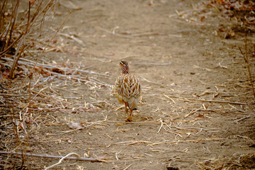 African francolin in Mana Pools National Park, Zimbabwe