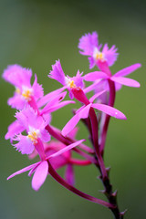 Fototapeta na wymiar Little purple flower in nature
