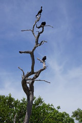 Cormorants resting on a tree in biosphere reserve