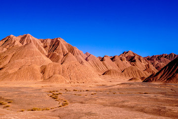 Fototapeta na wymiar Vicunas in the Labyrinth Desert near Tolar Grande in the high altitude puna desert of Salta in Argentina