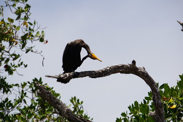 Cormorant resting on a tree, nature reserve