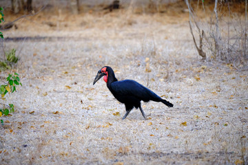 Southern ground hornbill in Mana Pools National Park, Zimbabwe