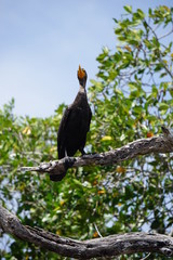 Cormorant resting on a tree, nature reserve